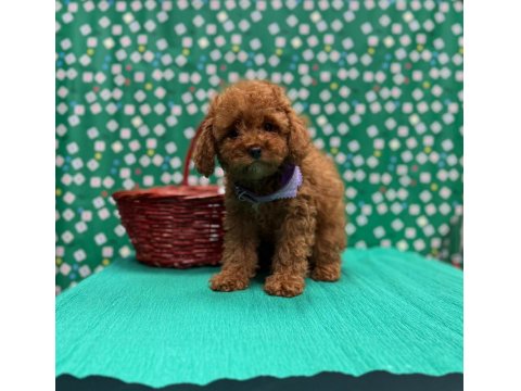 Safkan Toy Poodle Yavrularımız