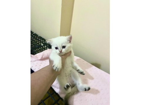 Bembeyaz Mavi Gözlü British Shorthair Kız