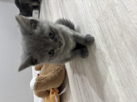 Dişi British Shorthair