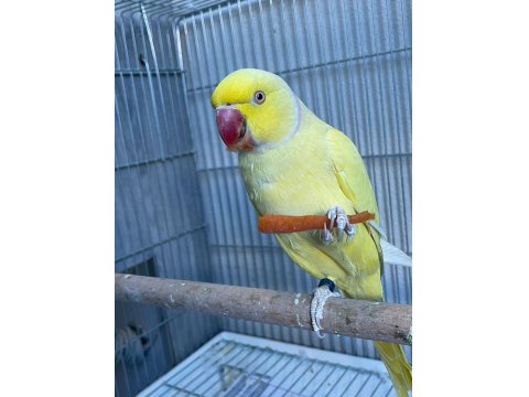 Mutasyon Pakistan Papağanı Takım