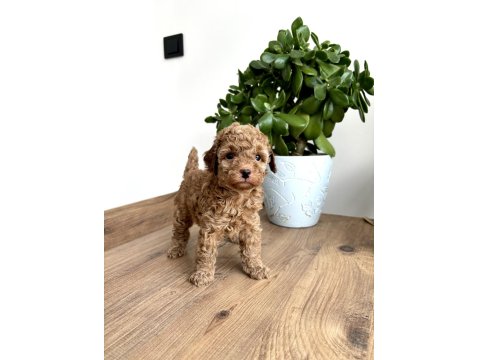 Aileden Red Toy Poodle Dişi Çok Uyguna Aşılı