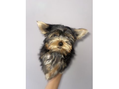 Safkan Yorkshire Terrier Köpekler