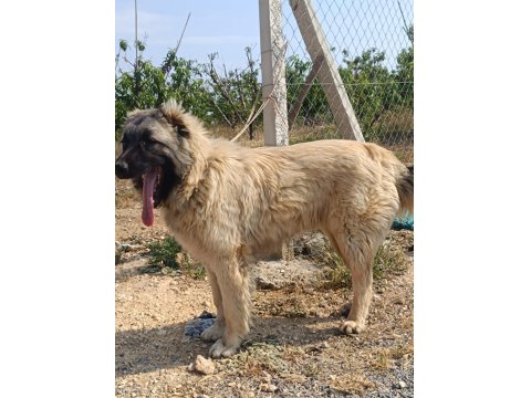Orjinal Kafkas Çoban Köpeği Erkek