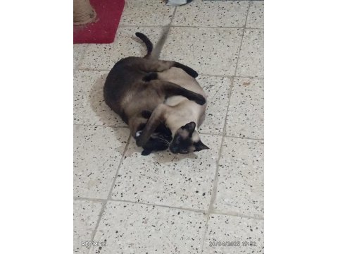 Siyam Kedisi Yavruları