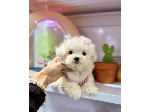 Mini Maltese Terrier