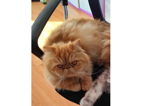 3 Yaşında Erkek İran Kedisi