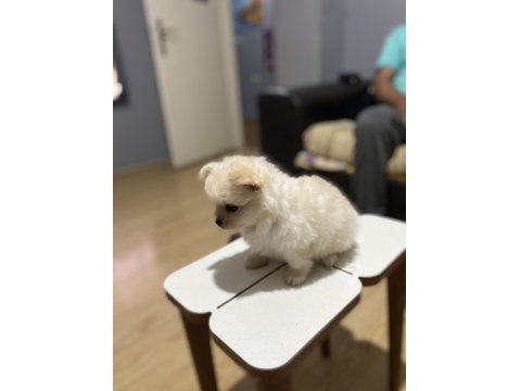 Pomeranian Boo Köpeği