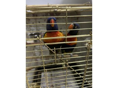 1.5 Yaşında Lori Takım Eşe Yeni Atıldı