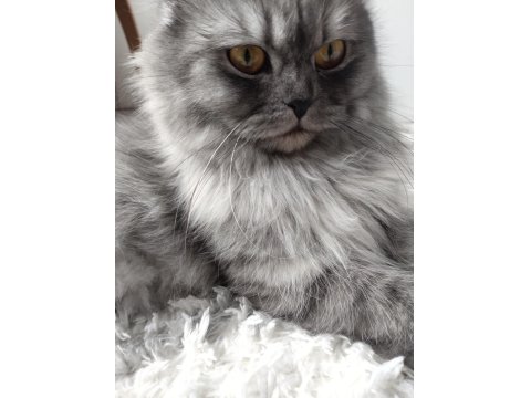 Muhteşem Güzellikte Ns11 Silver British Longhair Dişi