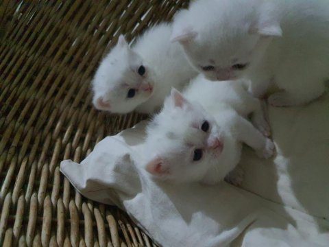 Kar Beyaz British Shorthair Sağlıklı Oyuncu Canlar