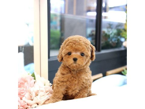 2 Aylık Yavrular Toy Poodle