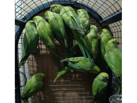 Pakistan Papağanları Kapalı Bileziktir
