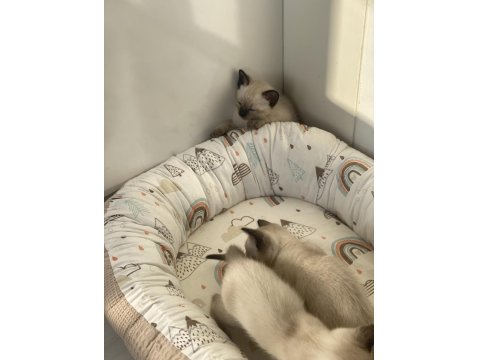 Yavru Siyam Kedileri Son 2 Dişi