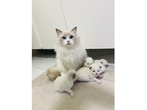 Ragdoll Yavrular