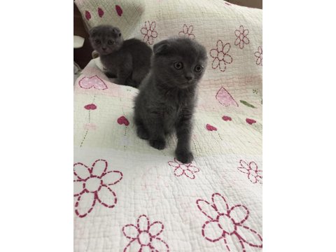Bal Küpü Scottish Fold Bebeklerim