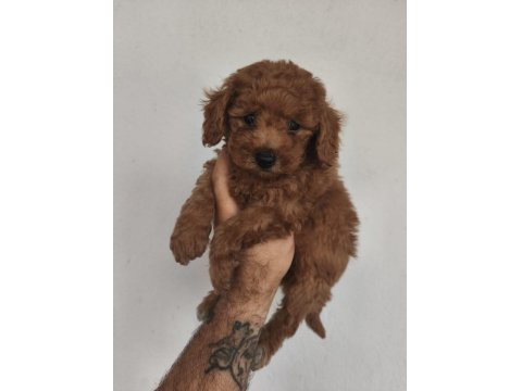 Toy Poodle Yavruları
