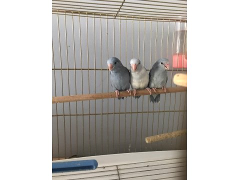 Yavru Forpus Papağanı Mavi