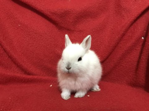 Kapıya Teslim Hollanda Cüce Tavşanlarımız