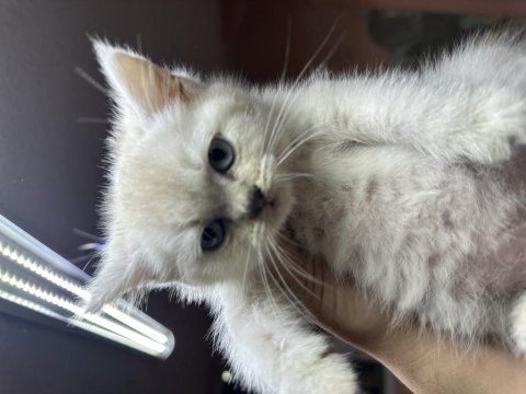 British Shorthair Lynx Point Hemen Teslim