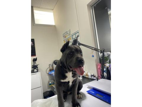 Şampiyon Şecereli Anne Babadan Cane Corso Yavru