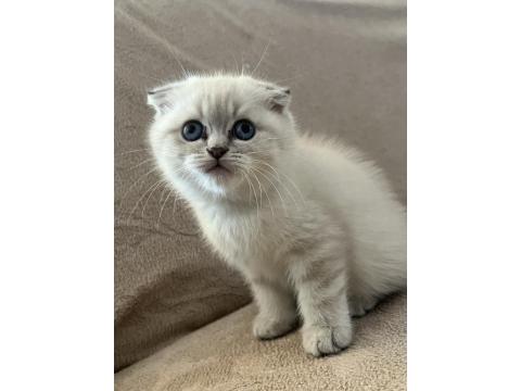Scottish Fold Erkek Bebek
