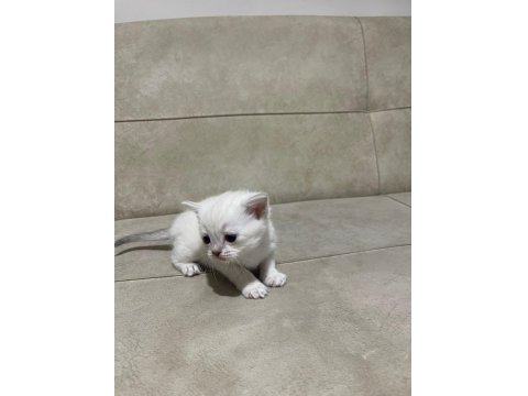 British Longhair Yavrular