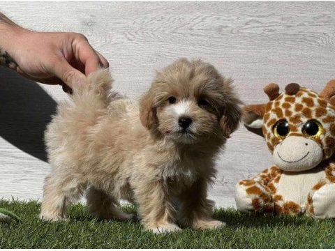 Sevimli Maltipoo Yavruları