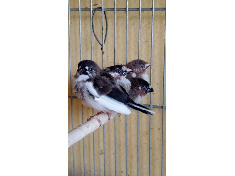 Ücretli Sahiplendirilecek Kuşlarım Bengaller