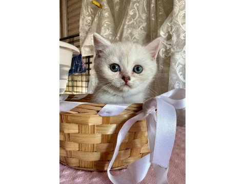 Tatlı Bebek Kediler