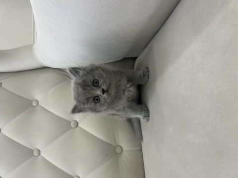 British Shorthair Yavrularımız Yeni Yuvalarını Bekliyor