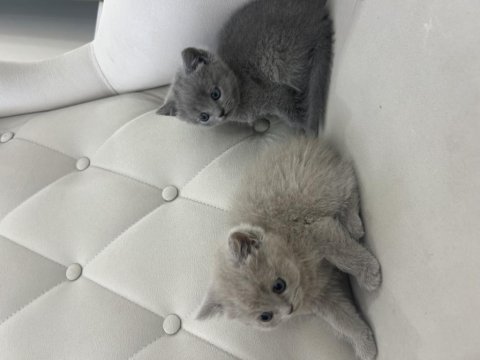 British Shorthair Yavrularımız Yeni Yuvalarını Bekliyor