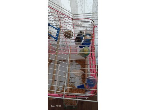 1 Yaşında 1 Dişi Ve 1 Erkek Muhabbet Kuşu