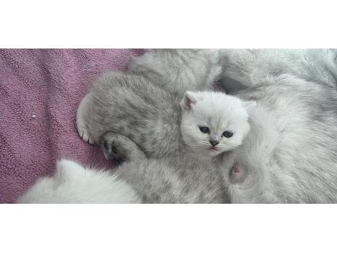 Rezerveye Açık Yavru Kediler