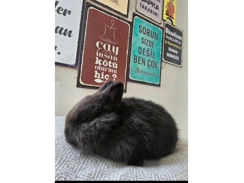 Hollanda Cüce Tavşanı Bebeklerimiz Yeni Yuvalarını Arıyor