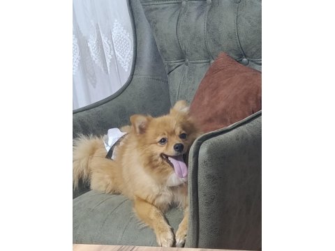 Eğitimli Pomeranian Köpeği
