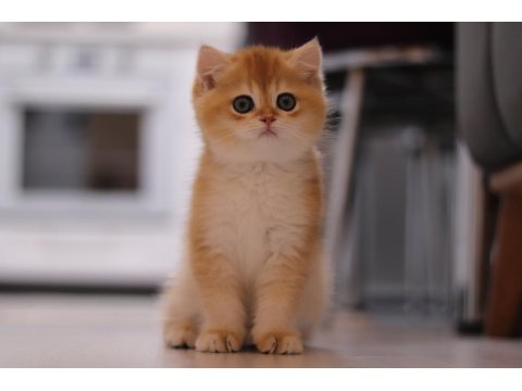 Şecereli British Shorthair Dişi Ve Erkek Yavru