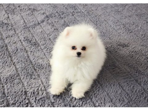 Sevimli Pomeranian Boo Yavrularımız