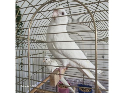 Evcil Sultan Papağanı Çift Halinde Hazır