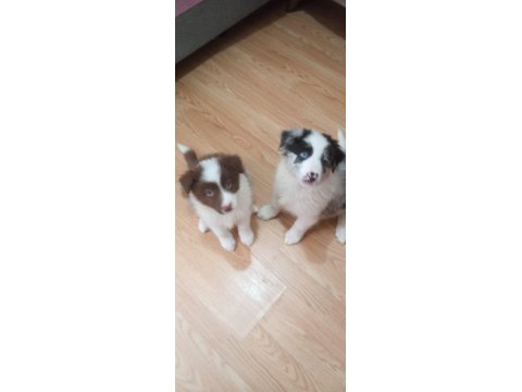 Sağlıklı Safkan Border Collie Bebekler