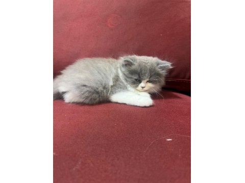 Scottish Fold Longhair Blue Point