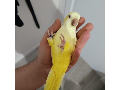 Monk Keşiş Papağanı Lutino Göz Mutasyon Sarı 2 Yaşında