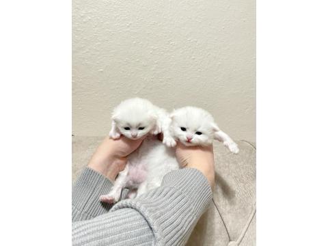 Beyaz Safkan Chinchilla Cinsi Yavru Kediler Ücretli