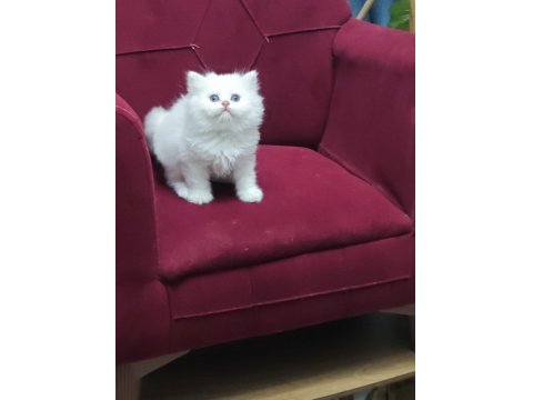 Kar Beyazı British Longhair Kedimiz