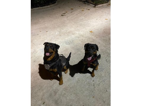 Dünya Güzeli Koca Kafa Rottweiler Yavruları