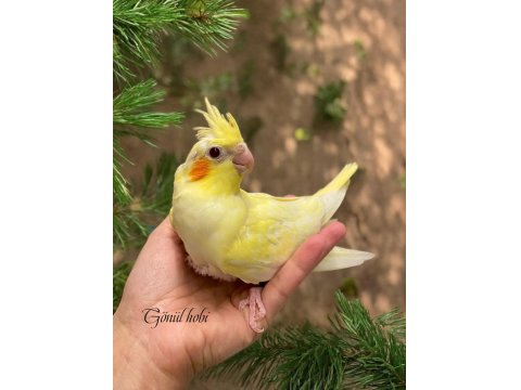 Yeme Düşmüş Ve Düşecek Olan Yavru Sultan Papağanı