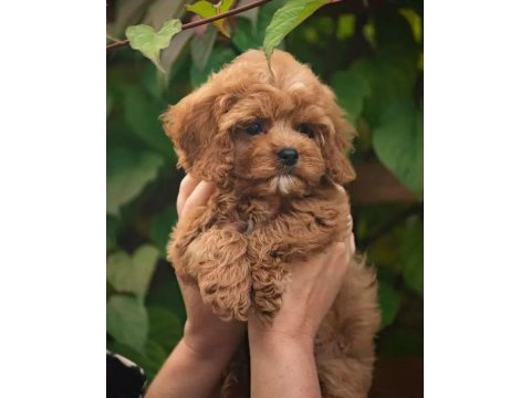 Sevgililer Gününe Özel Mükemmel Maltipoo Yavrularımız