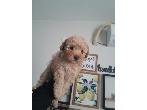 3 Aylık Apricot Toy Poodle Dişi Yavrumuz
