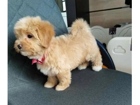 Tüy Dökmeyen Maltipoo Yavrularımız