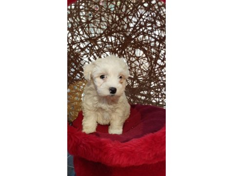 Maltese Terrier Yavrularımız