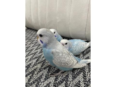 Yeni Yeme Düşmüş Erkek Muhabbet Kuşları